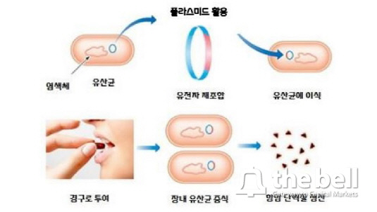 쎌바이오텍 대장암 치료제(유전자 치료제) 모식도_수정본
